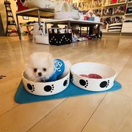 Pomeranian Puppy 'Fluffy' - Tiny and Affectionate in Detroit, mi