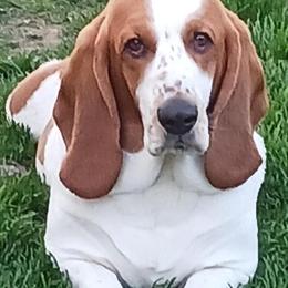 Basset Hound Stud Available for Spring Puppies in Maumee, oh