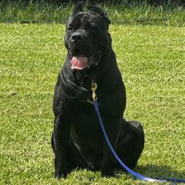 Cane Corso Stud Service Available in Jacksonville, fl