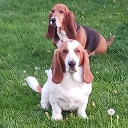 Basset Hound Stud Available for Your Female in Maumee, oh
