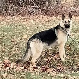 3-Year-Old Female German Shepherd with Basic Training in Grand Blanc, mi