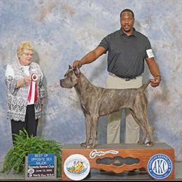 5 Week Old AKC Registered Cane Corso Puppies Available in Jacksonville, fl