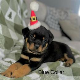 Rottweiler Puppy in Greensboro, nc