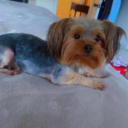 CKC Male Yorkshire Terrier Available for Pickup in January 2026 in Richmond, va
