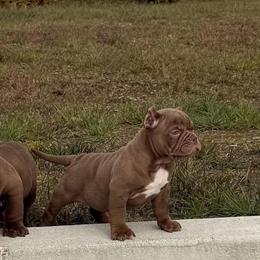 American Bully Puppy Available in Clarksville, tn