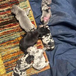 French Bulldog Merle Puppies Available in Raleigh, nc
