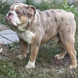 English Bulldog Available for Stud in Raleigh, nc