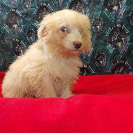 Meet Runtz, the Charming Male Aussiepoo Ready for a New Home! in Paterson, nj