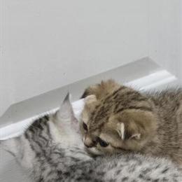 Scottish Fold Kittens Available - Playful and Affectionate in Philadelphia, pa