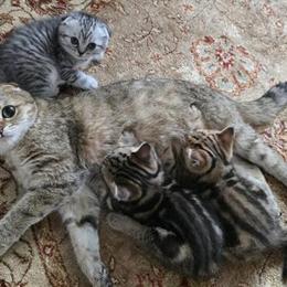 Scottish Fold Kittens Available Now - Born June 15th in Philadelphia, pa