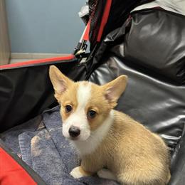 Female Pembroke Welsh Corgi Puppy - 8 Weeks Old with Champion Bloodline in Punta Gorda, fl