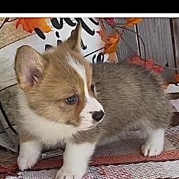 Male Pembroke Welsh Corgi Puppy Ready for a Forever Home in Punta Gorda, fl