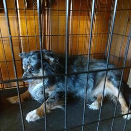 Chihuahua from AKC Grand Champion Bloodline for Stud in Massillon, oh