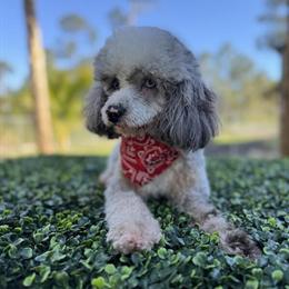 Mini Poodle Stud Available in Bonita Springs, fl