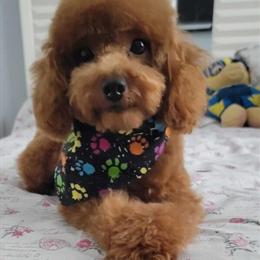 Toy Poodle Available for Stud in Bonita Springs, fl