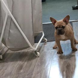Female French Bulldog Puppy for Adoption in Sacramento, ca