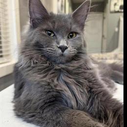 Maine Coon Kittens Ready for New Homes in Rutherfordton, nc