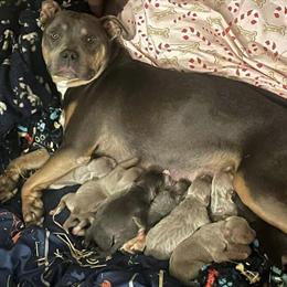 American Bully Puppies for Sale in North Versailles, pa