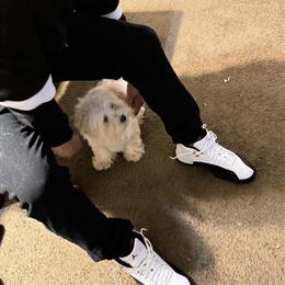 Maltipoo Puppy for Sale - 3 Months Old in Detroit, mi