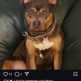 American Bully Tri Color Available for Stud in Melvindale, mi