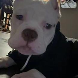 Female Pocket Bully Available in Chicago, il