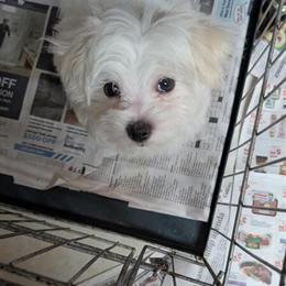 Maltese Male Puppies Ready for New Homes in Doylestown, oh