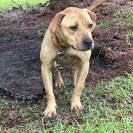 American Pit Bull Terrier Female for Adoption in Cheraw, sc