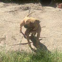 American Pit Bull Terrier Female, 2 Years Old in Cheraw, sc