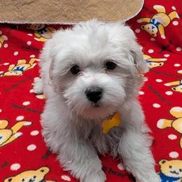Maltese Puppies - 2 Brothers Ready for New Homes in Doylestown, oh