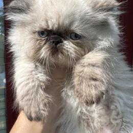 Persian Kittens Available - CFA Registered and Vaccinated in Atlanta, ga