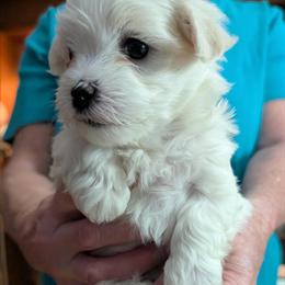 Maltese Puppies for Adoption - 14 Weeks Old - $500 in Doylestown, oh