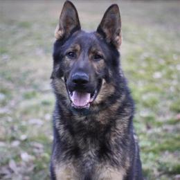 Male German Shepherd with Excellent Pedigree in Lucasville, oh