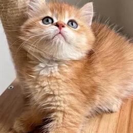 British Shorthair Kitten - Super Cute and Sweet in Brooklyn, ny