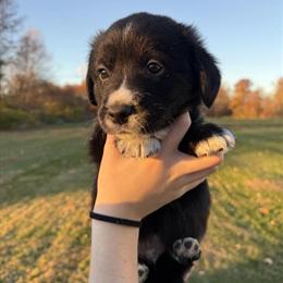 Corgi and Golden Retriever Mix Male Puppy Ready for Adoption in Waldron, in