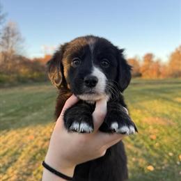 Corgi Mix Female Puppy Ready for Adoption in Waldron, in