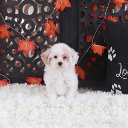 Toy Poodle - Gorgeous White & Tan Female Ready for Forever Home in Mount Vernon, oh