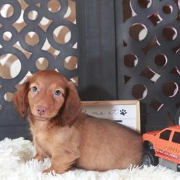 Dachshund Loki - Sweet and Cuddly Puppy Available in Mount Vernon, oh