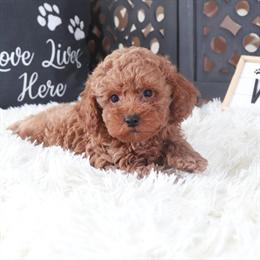 Red Male Poodle Puppy Hawk for Sale in Mount Vernon, Ohio in Mount Vernon, oh