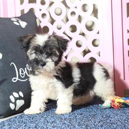 Havanese Puppy Destiny Looking for a Forever Home in Mount Vernon, oh