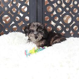 Blue Female Poochon Puppy Available in Mount Vernon, oh