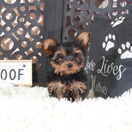 Yorkshire Terrier Colt - Adorable Teacup Ready for Love in Mount Vernon, oh