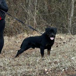 Rottweiler Stud Service - Proven Producer Available in Raleigh, nc