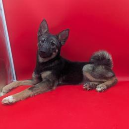 Norwegian Elkhound Female Puppies Looking for Forever Homes in Goshen, in