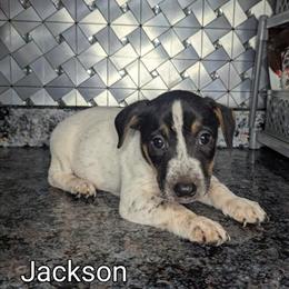 Jack Russell Puppies Looking for Forever Homes in Goshen, in
