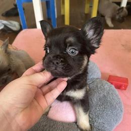 Fluffy French Bulldog Puppies Available for Adoption in Avon Lake, oh