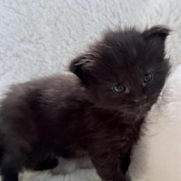 Maine Coon Kittens Available at Meowhauscoons.com in Newport News, va