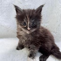 CFA Certified Maine Coon Kittens Available in Newport News, va