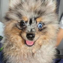 Tiny Toy Pomeranian Stud Available Now in Minneapolis, mn