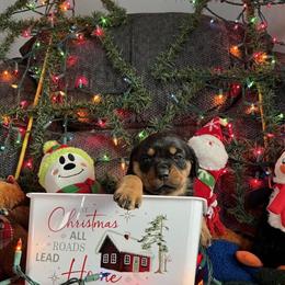 Rottweiler Puppies Available in Roseville, mi