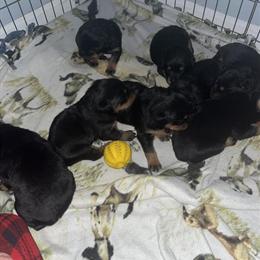 Rottweiler Puppies with Papers Ready for New Homes in Roseville, mi